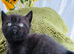 Super friendly Himalayan kittens ready for new homes