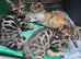 Beautiful Bengal × British Shorthair Kittens