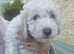 Beautiful cavapoos FB1
