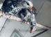 Pair of pekin bantam chickens