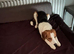 Callie is looking for a new loving home.