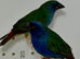 Beautiful pair of Forbes (Tri-colored) parrot finches for sale