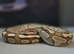 Cb Butter het albino
