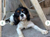 Cavapoo (GIRL)