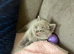British blue kittens