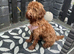 Nearly 2 yearold cockapoo
