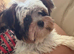 Biewer terrier girl