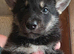 Tamaskan Puppies *health tested parents*