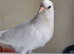 Stunning pure young white pigeon for sale