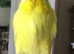 Tame baby Exhibition budgie