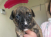 8 Puppies Available. 4Boys4Girls