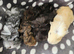 4 Boars available