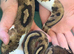 Lovely Male Piebald Orange Dream Royal Python