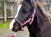 Lovely pure Falabella filly