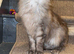 2 year old Maine coon