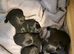 6 scottiah terrier puppies