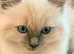 Beautiful Ragdoll Kittens – Ready for Their New Homes
