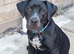 Labrador Cross