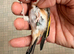 Goldfinch male very fit and healthy