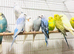 Beautiful Baby Budgies for sale.