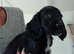 Working Cocker Spaniel pups.