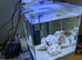 Clown loaches and tetra and Siamese fighter with tank