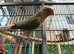 Green Cheek Conures