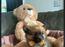 NOW REDUCED AND NEEDING HOMES Beautiful Pomeranian puppies