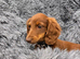 Two female longhair miniature dachshunds