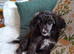 Toy poodle x Papillon, vet checked and 1st vacination