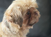 Imperial kc Shih Tzu