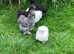 Quality Bearded Silkie Hatching Eggs