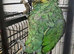 Hand Reared Baby Amazon Parrots