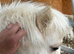 Palamino miniature Shetland stallion