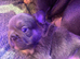 Isabella Lilac and Tan Fluffy French Bulldog Puppies