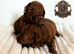 5-star licensed ESPONJOSO Exclusive Half Asian Toy Poodles DWKC registered