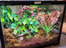 Crested gecko