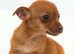 Female Chihuahuas