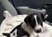 Jack Russell puppy