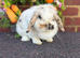 Pure bred mini lops .