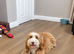 F2 Miniature Australian Labradoodle Puppies.