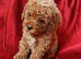 Beautiful F1B Maltipoo Puppies for Sale