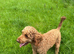 Adorable f1b cavapoo puppies