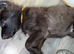 Female German shepherd