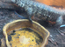 Argentine tegu