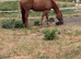 Stunning 16.3hh chestnut gelding