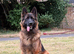 Make German Shepherd Rehome