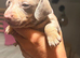 1 IsabellaminiatureDachshundpups