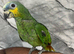 Friendly Baby Hand-Rearing Super Tame Cuddly Orange Wing Amazon Parrot,26