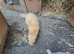 Ferrett kits for sale....this years young